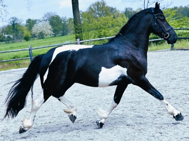 Gallery Photo of JAD - #1