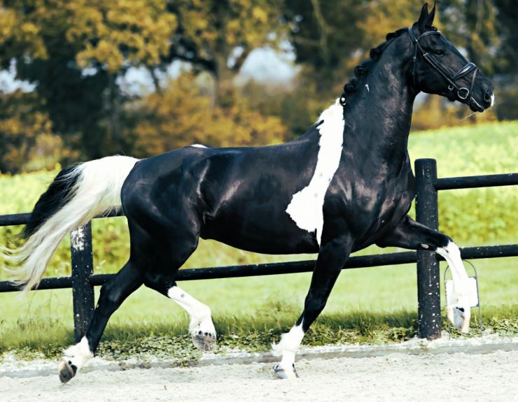 Gallery Photo of HERO - #26