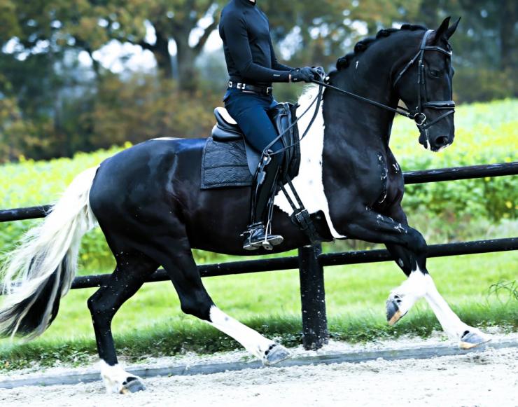 Gallery Photo of HERO - #10