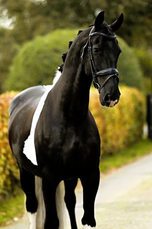 Gallery Photo of HERO - #8