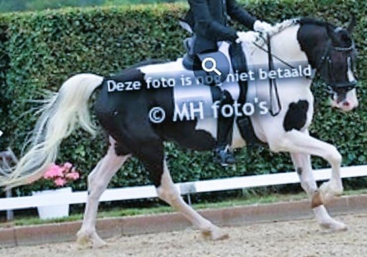 Gallery Photo of ROY - #24