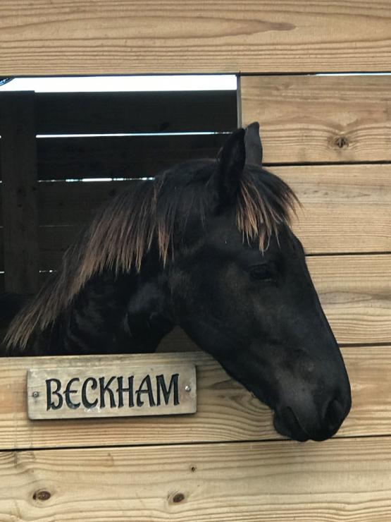 Gallery Photo of Beckham - #19