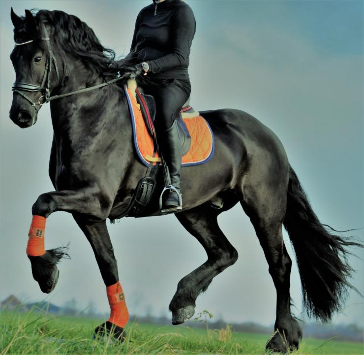 Gallery Photo of BRODIE - #30