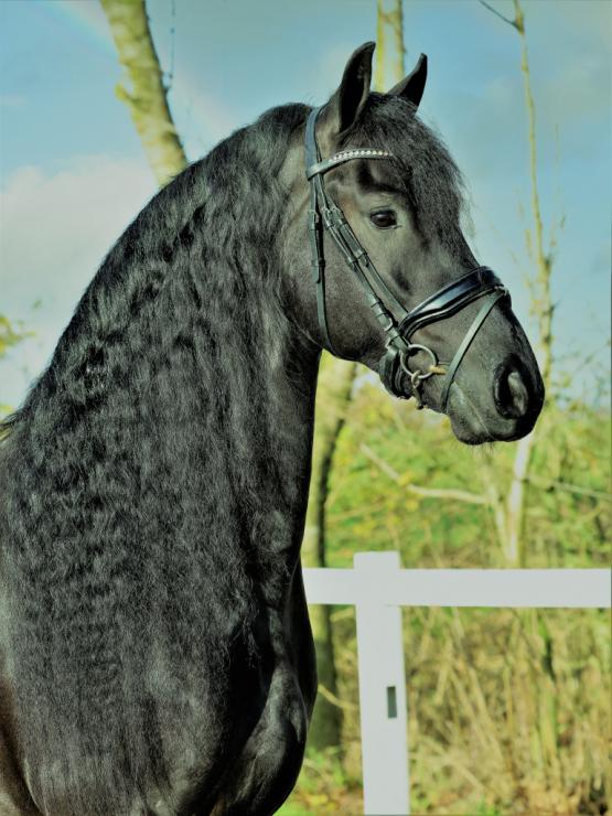 Gallery Photo of BRODIE - #24