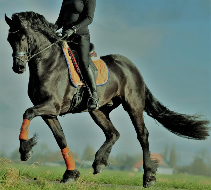 Gallery Photo of BRODIE - #38