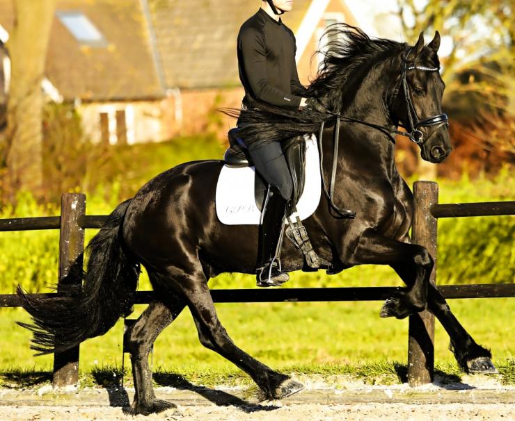Gallery Photo of OLIVER - #9