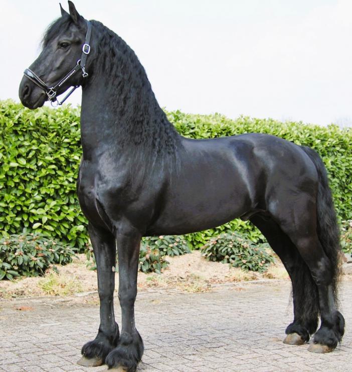 Gallery Photo of JULIUS STER - #11
