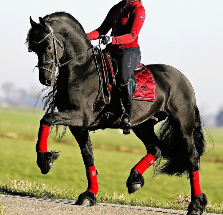 Gallery Photo of HARLEY - #8