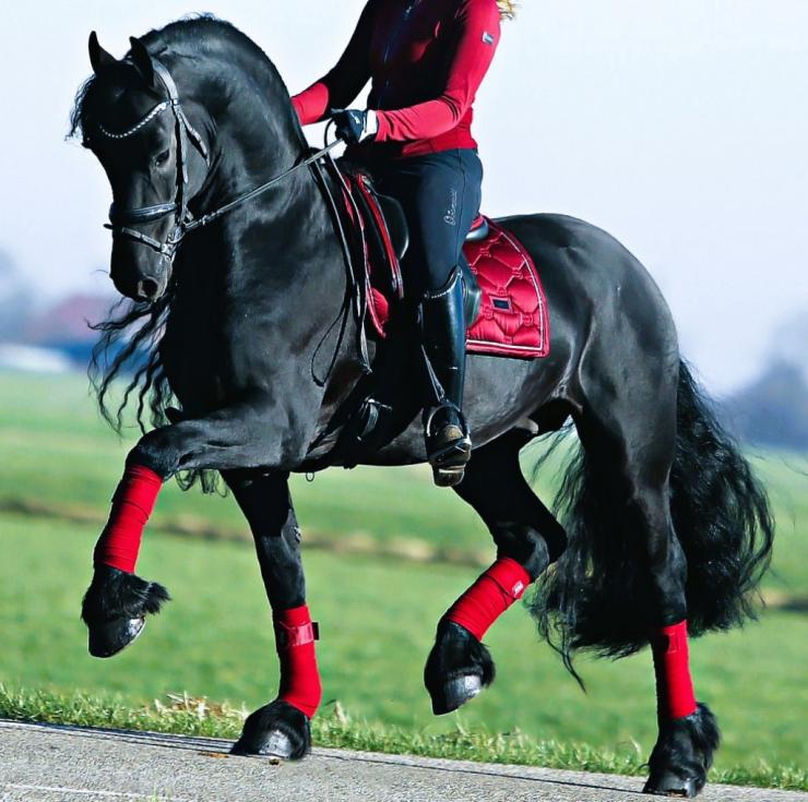Gallery Photo of HARLEY - #14
