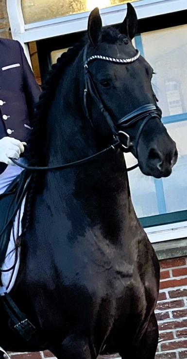 Gallery Photo of PORTENZO BSF - #7