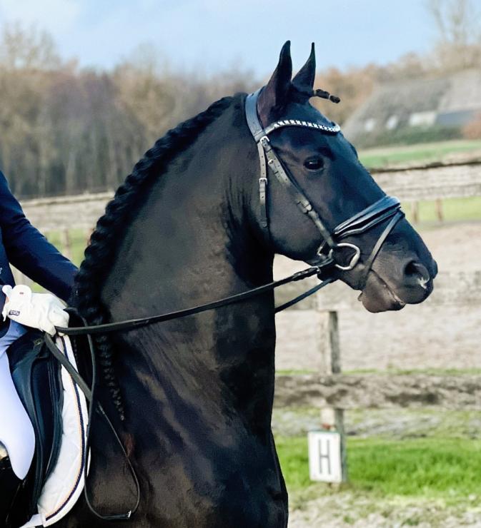 Gallery Photo of PORTENZO BSF - #9