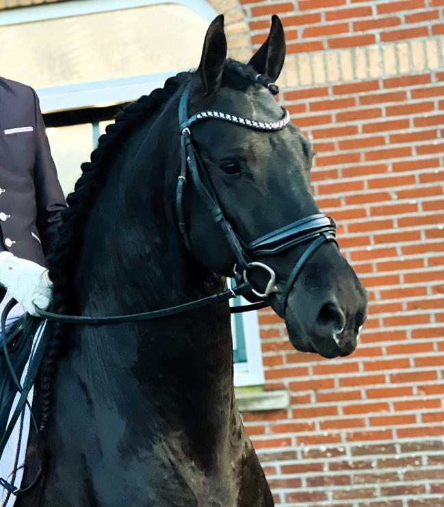 Gallery Photo of PORTENZO BSF - #11