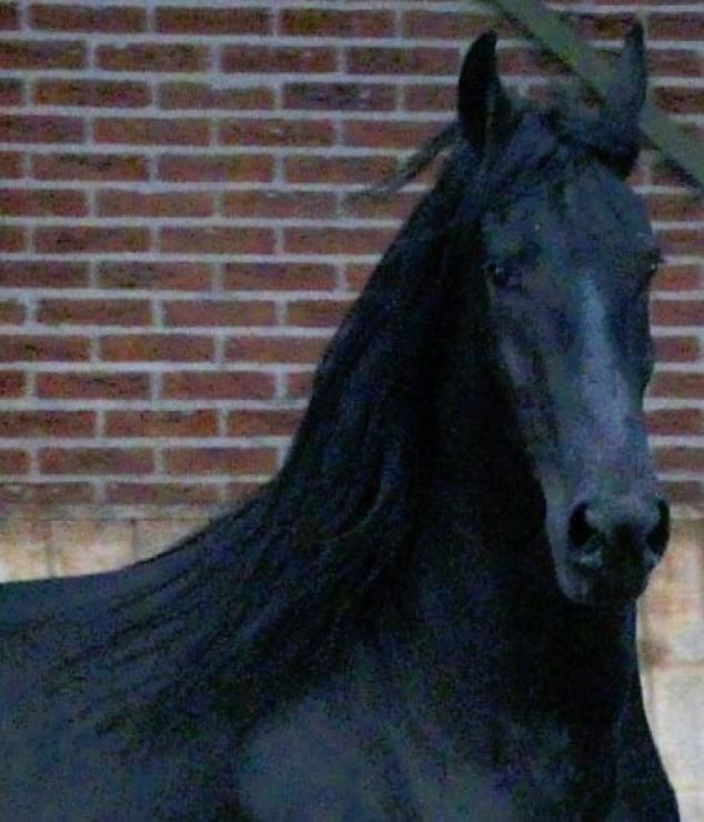 Gallery Photo of EMBER - #14
