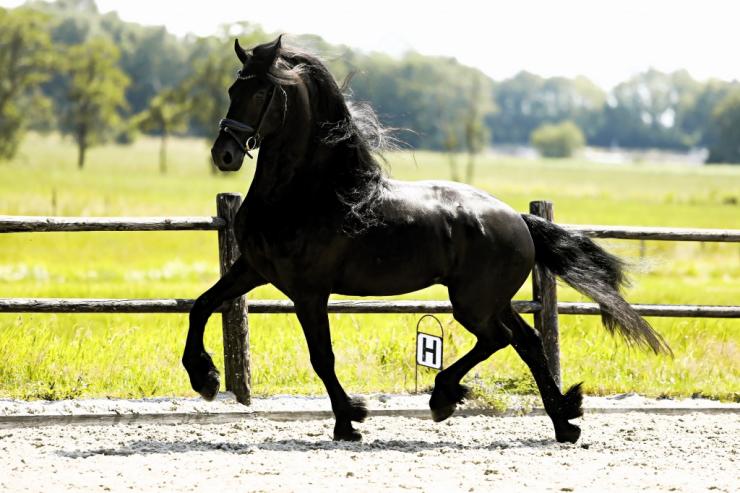 Gallery Photo of FALLON SPORT - #14