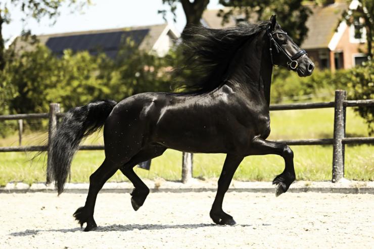 Gallery Photo of FALLON SPORT - #21