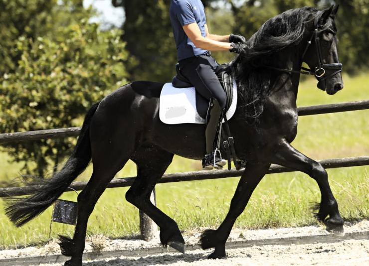 Gallery Photo of FALLON SPORT - #6