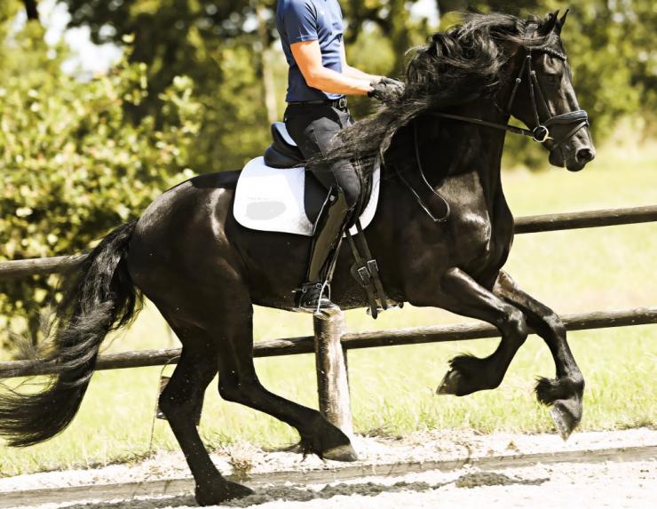 Gallery Photo of FALLON SPORT - #9