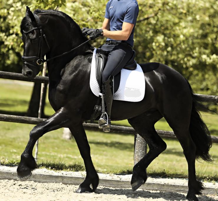 Gallery Photo of FALLON SPORT - #13