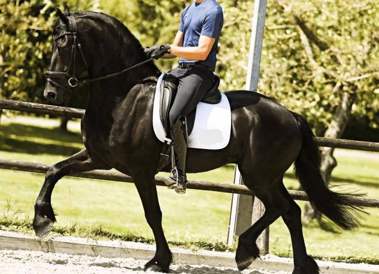 Gallery Photo of FALLON SPORT - #16
