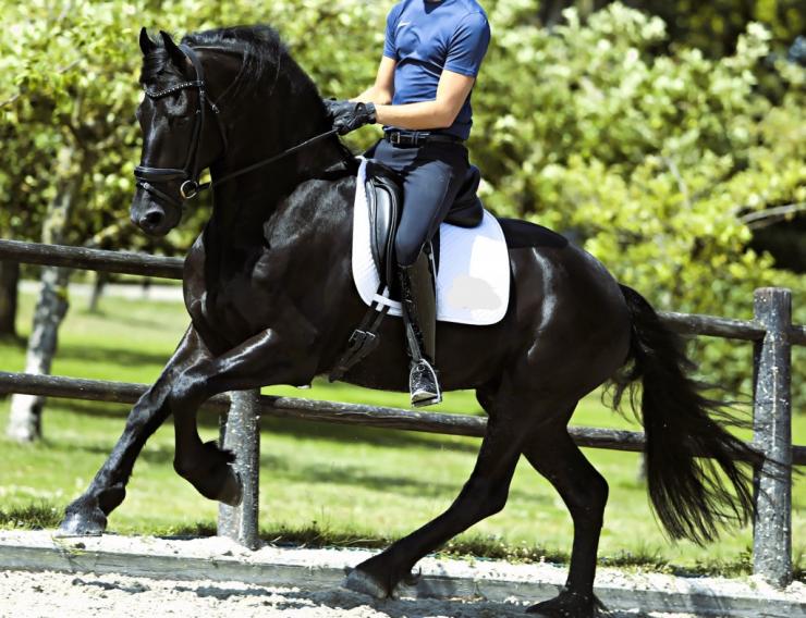 Gallery Photo of FALLON SPORT - #20