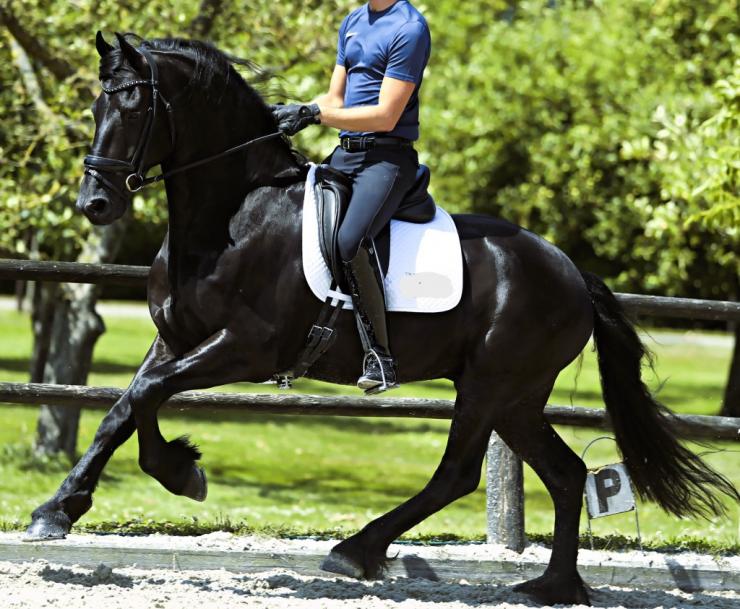 Gallery Photo of FALLON SPORT - #23
