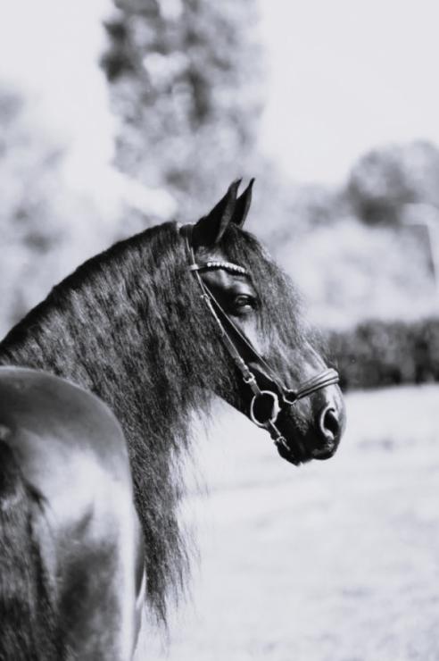 Gallery Photo of ESMERALDA - #28