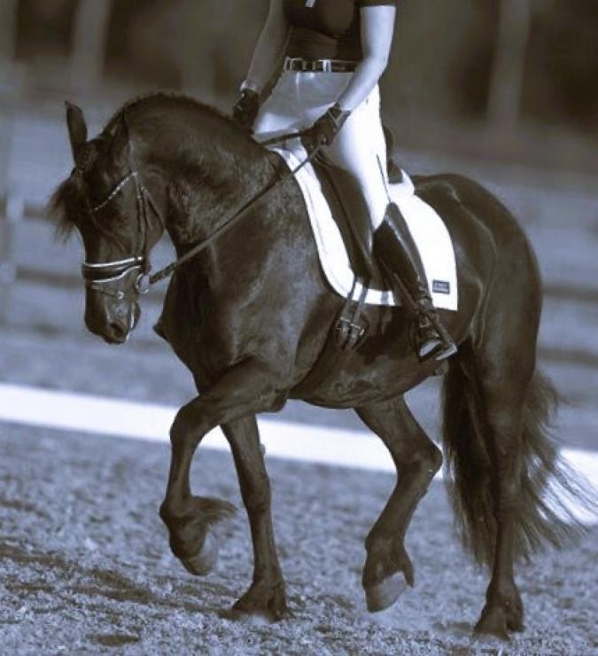 Gallery Photo of ESMERALDA - #24