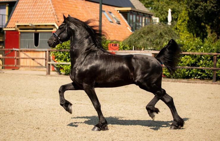 Gallery Photo of Dirk van Doorndraai STER - #18