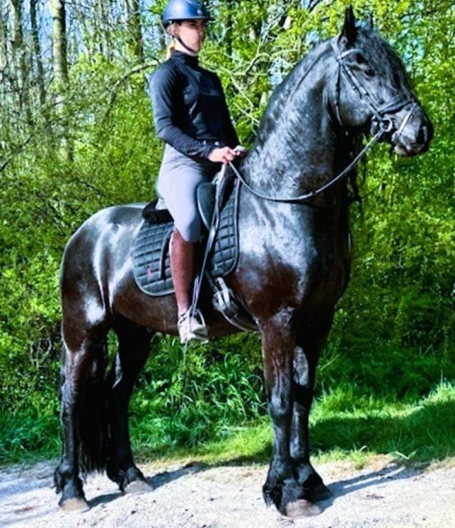 Gallery Photo of MARCO - #2