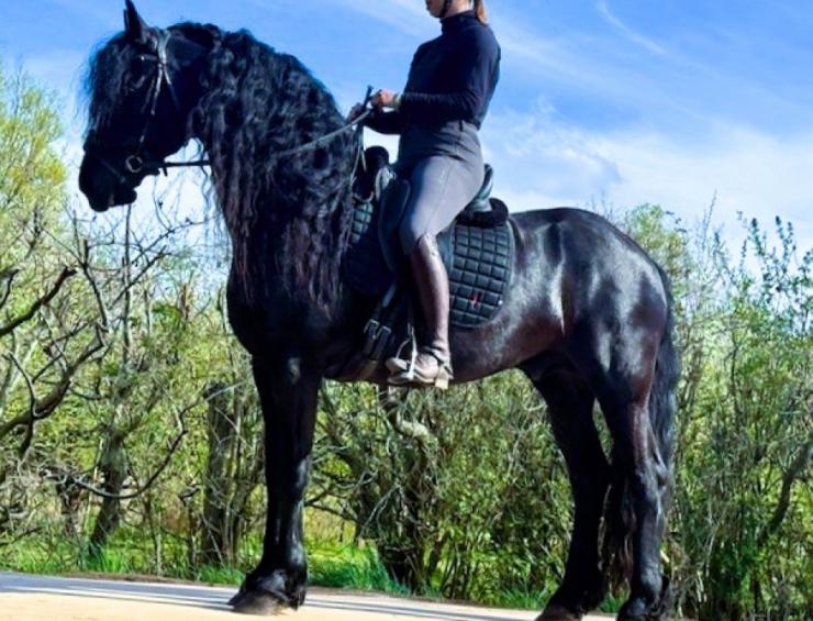 Gallery Photo of MARCO - #11