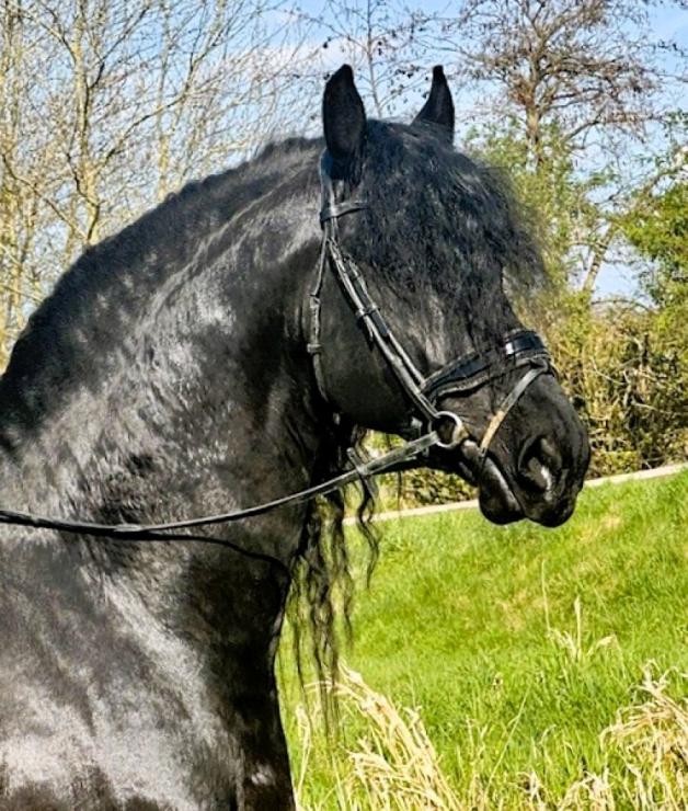 Gallery Photo of MARCO - #15