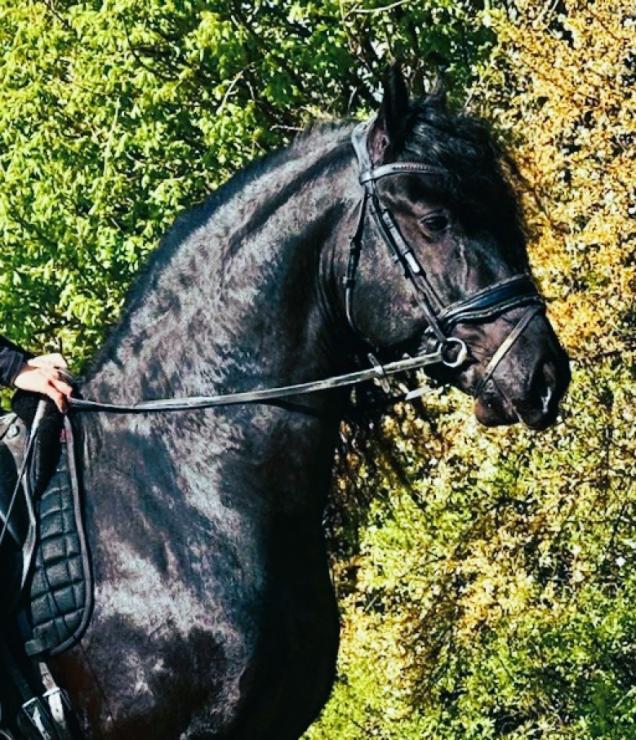 Gallery Photo of MARCO - #4