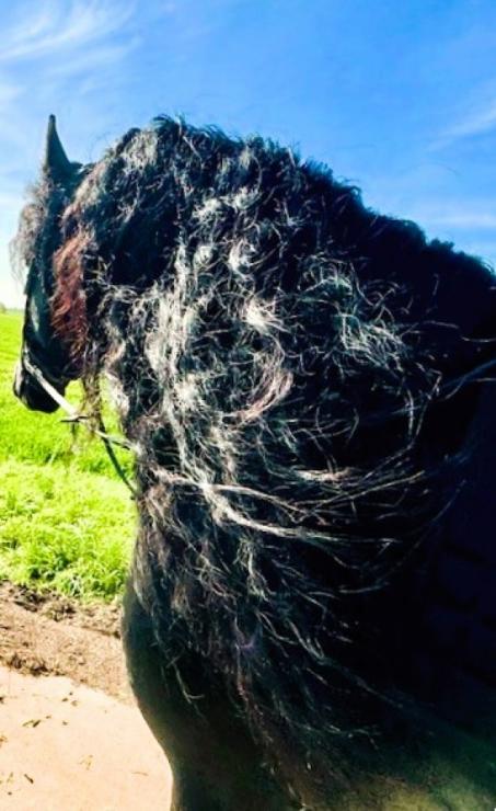 Gallery Photo of MARCO - #7