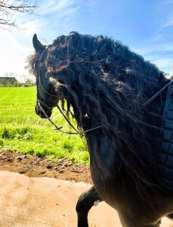 Gallery Photo of MARCO - #9