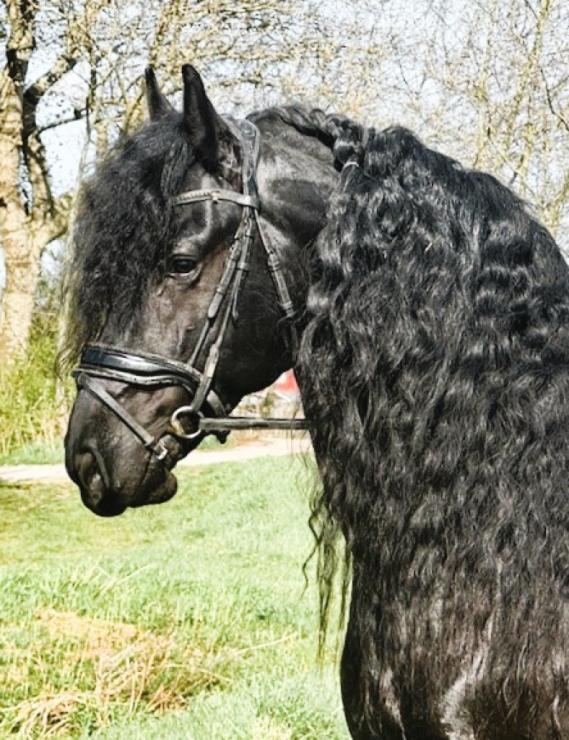 Gallery Photo of MARCO - #10