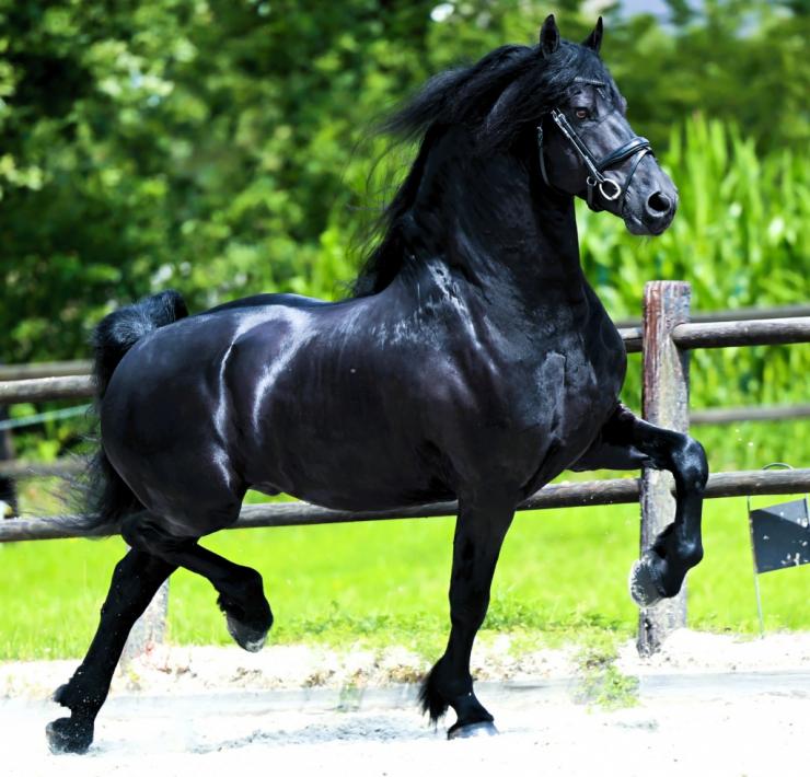 Gallery Photo of WINDSOR STER SPORT - #28