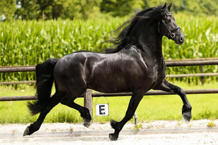 Gallery Photo of WINDSOR STER SPORT - #21