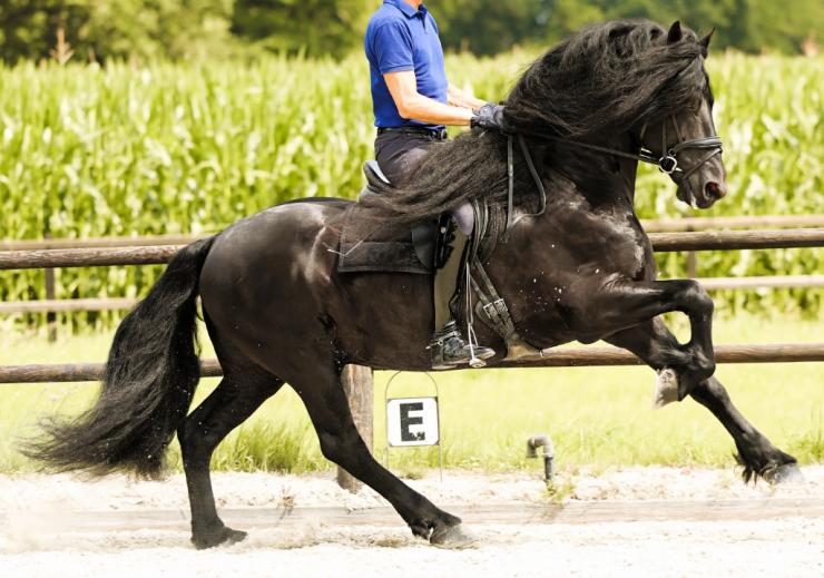 Gallery Photo of WINDSOR STER SPORT - #19