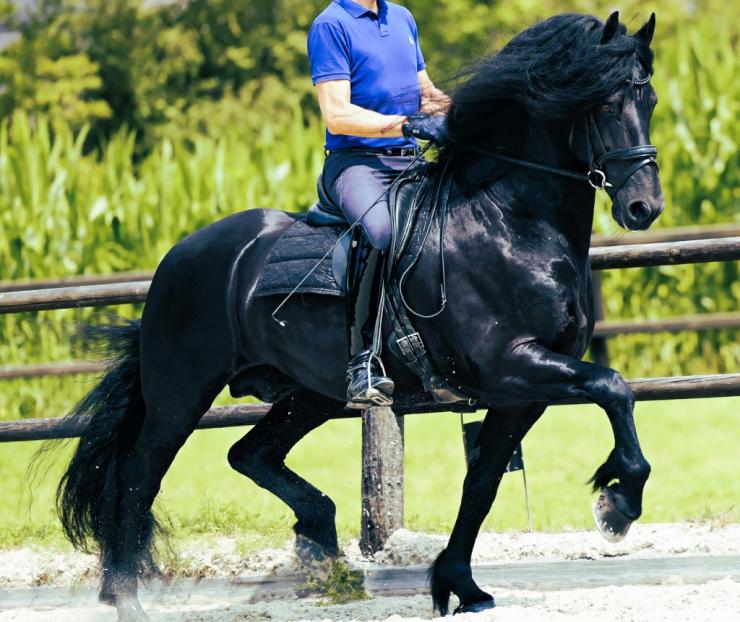 Gallery Photo of WINDSOR STER SPORT - #18