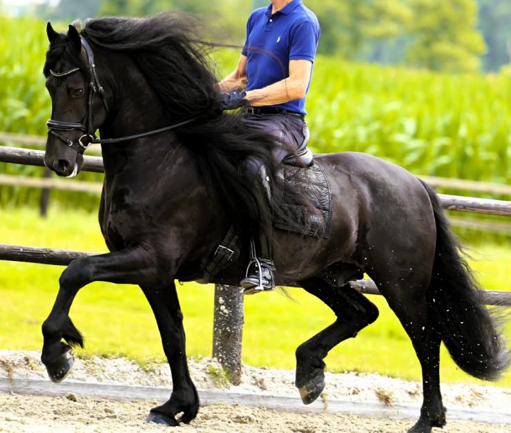 Gallery Photo of WINDSOR STER SPORT - #32