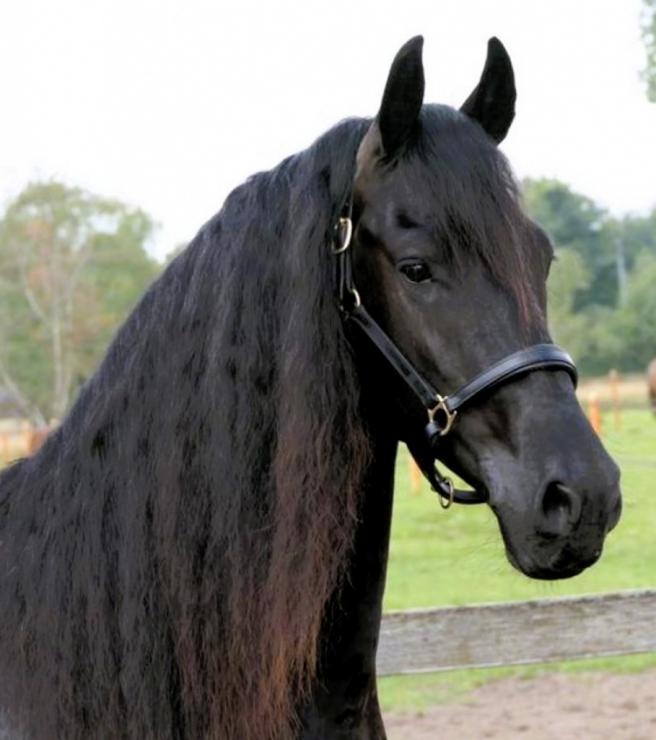 Gallery Photo of PORTENZO BSF - #16