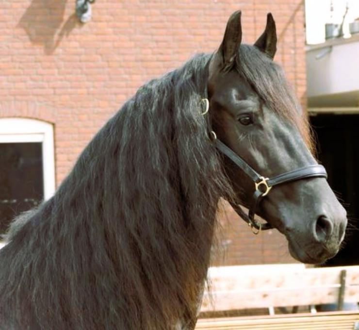 Gallery Photo of PORTENZO BSF - #12