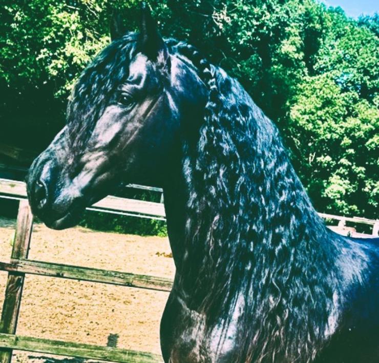 Gallery Photo of MARCO - #17