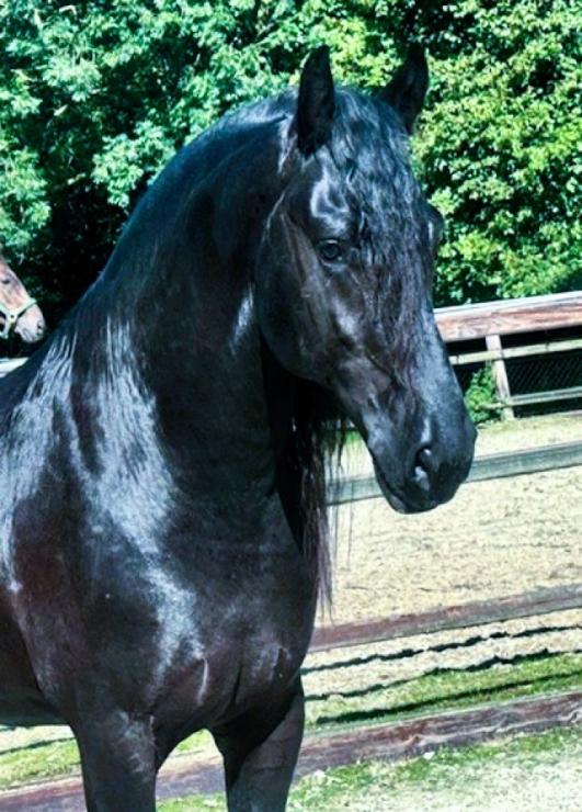 Gallery Photo of MARCO - #28