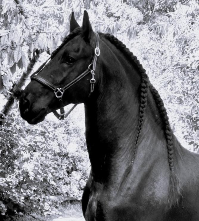 Gallery Photo of MARCO - #30