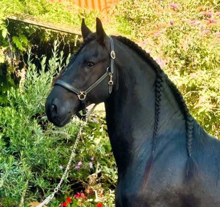 Gallery Photo of MARCO - #33