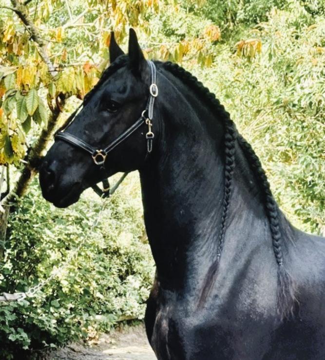 Gallery Photo of MARCO - #20