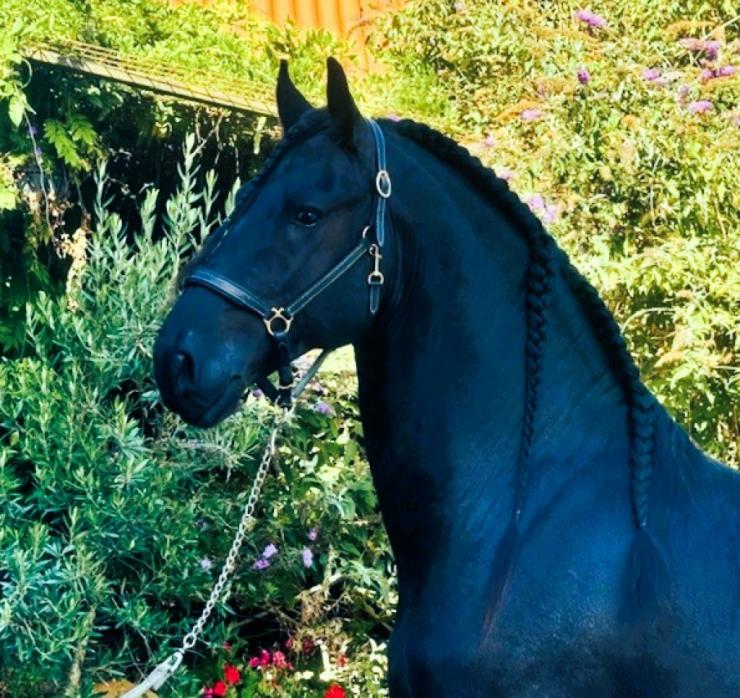 Gallery Photo of MARCO - #23