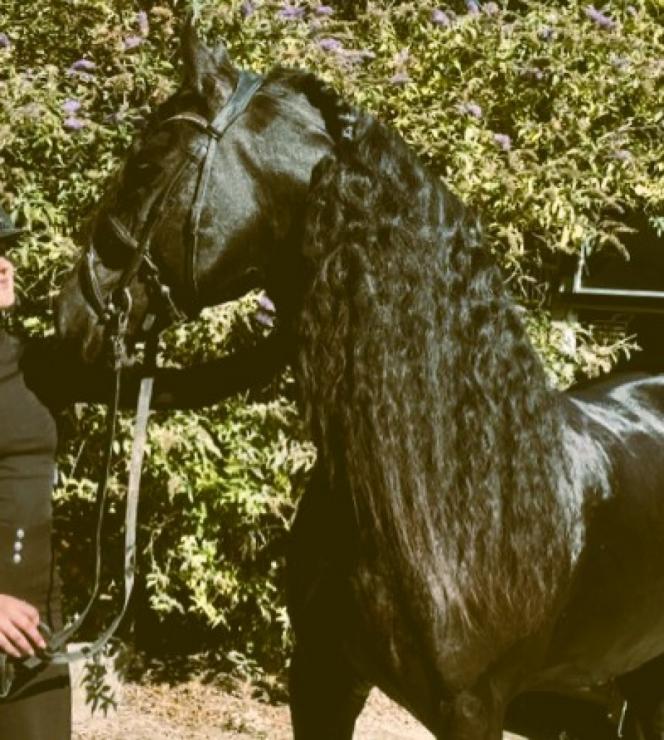 Gallery Photo of MARCO - #25