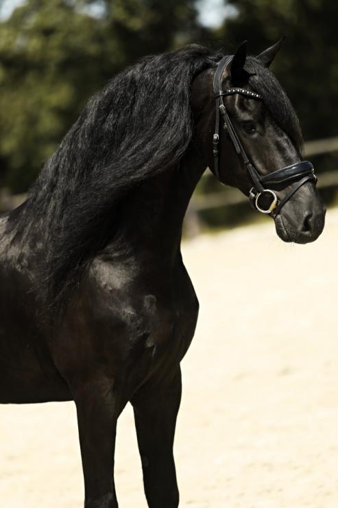 Gallery Photo of FALLON SPORT - #25